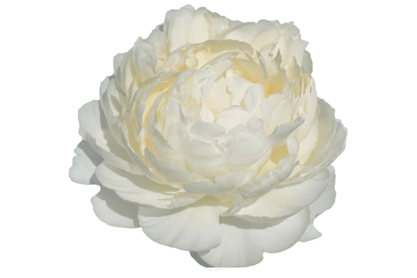 Пион Dr Brethour