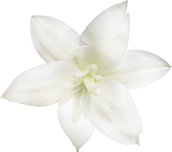 Белые цветы на прозрачном фоне