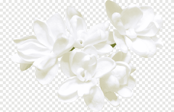 Белые цветы для фотошопа