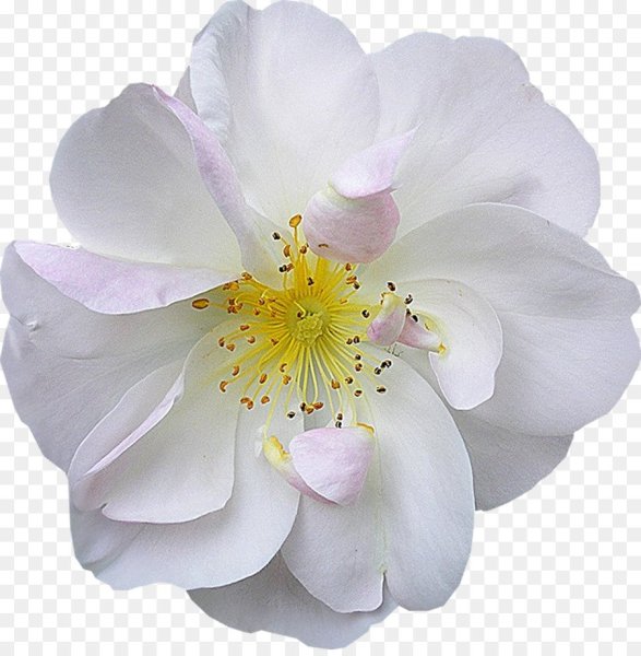 Картинки цветы на прозрачном фоне