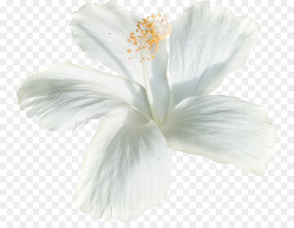 Белые цветы на прозрачном фоне