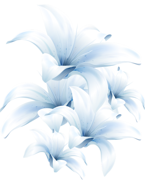 Красивые цветы на прозрачном фоне