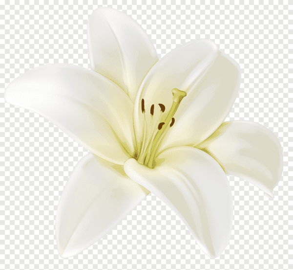 Цветы без фона