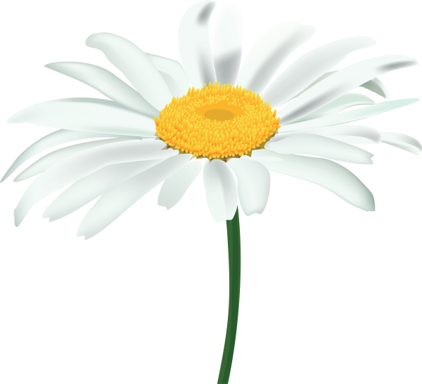 Ромашка на белом фоне