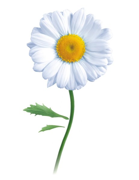 Цветы карточки для детей