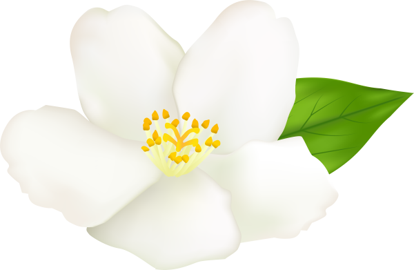 Белый цветок для детей