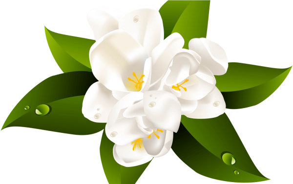 Жасмин на белом фоне