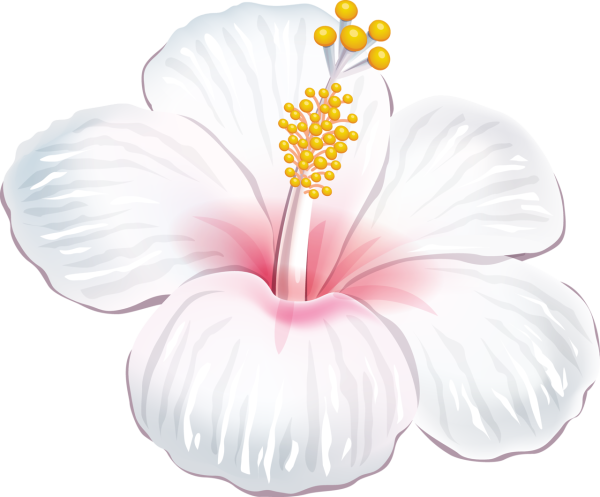 Тропические цветы на белом фоне