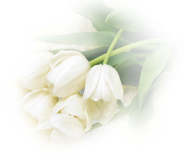 Белые тюльпаны