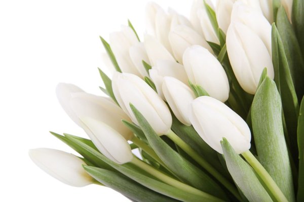 Белые тюльпаны букет