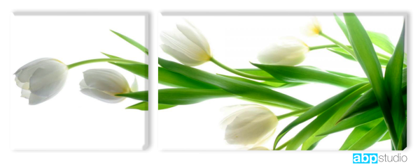 Белые тюльпаны на белом фоне