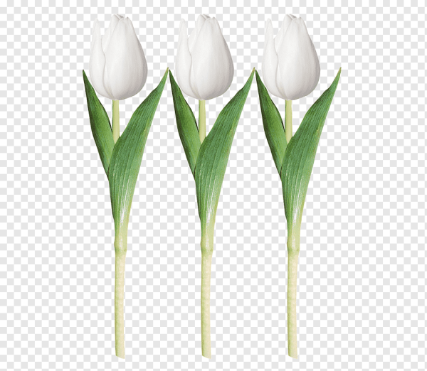 Тюльпаны на прозрачном фоне