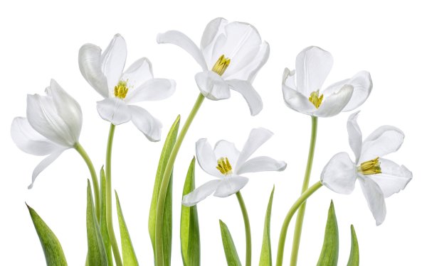 Подснежники на прозрачном фоне
