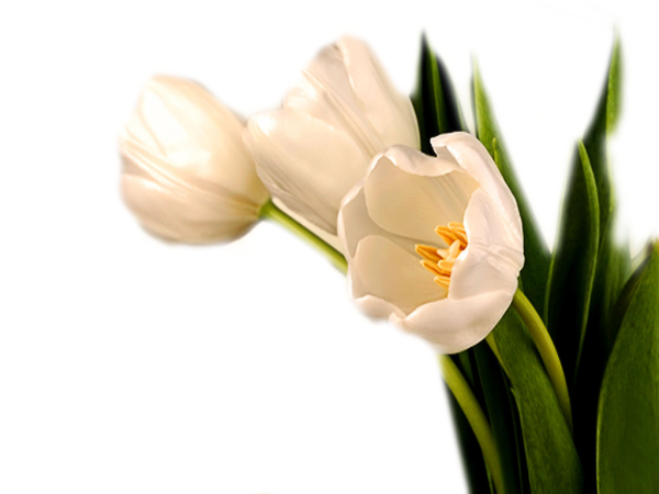 Тюльпаны на прозрачном фоне