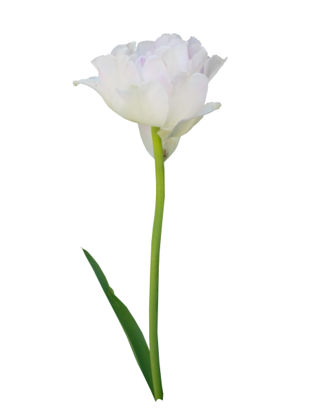 Белые тюльпаны