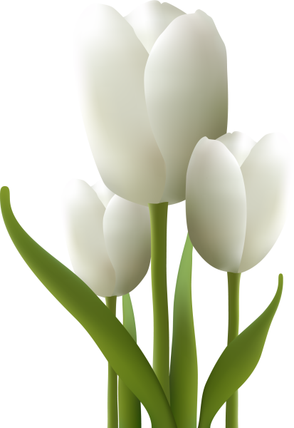 Белые тюльпаны