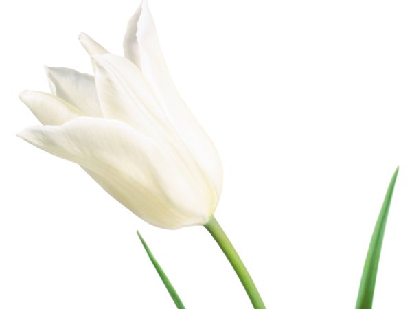 Белые тюльпаны на белом фоне