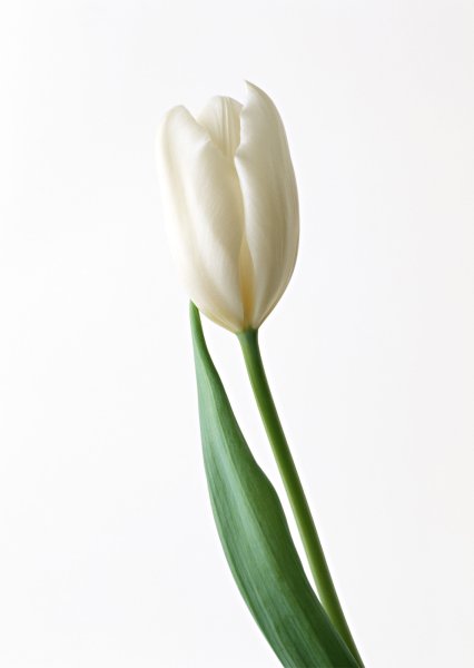 Тюльпаны на белом фоне