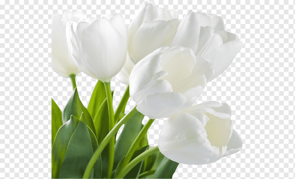 С 8 марта белые цветы