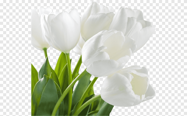 Цветы белые тюльпаны