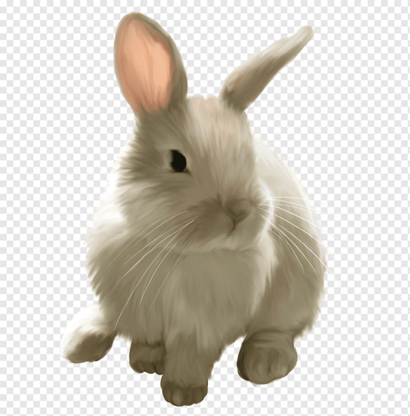 Кролик на прозрачном фоне