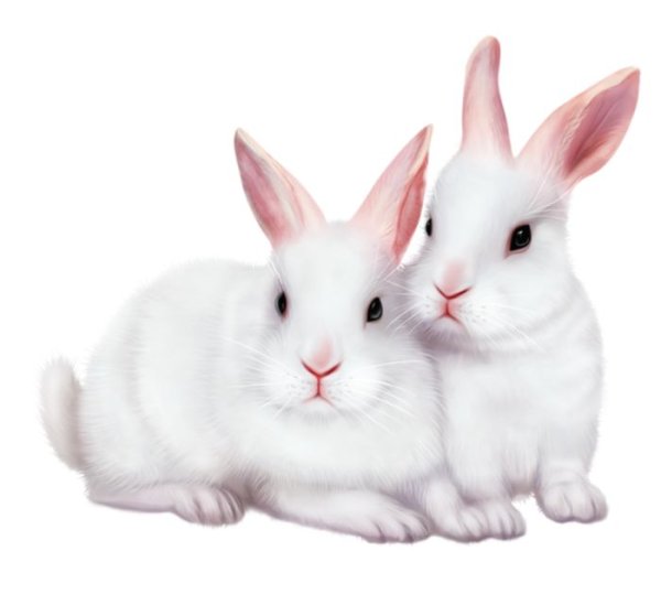 Кролик на белом фоне