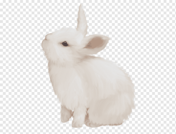 Заяц на прозрачном фоне
