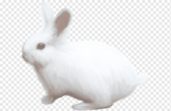 Вайт рэббит заяц белый