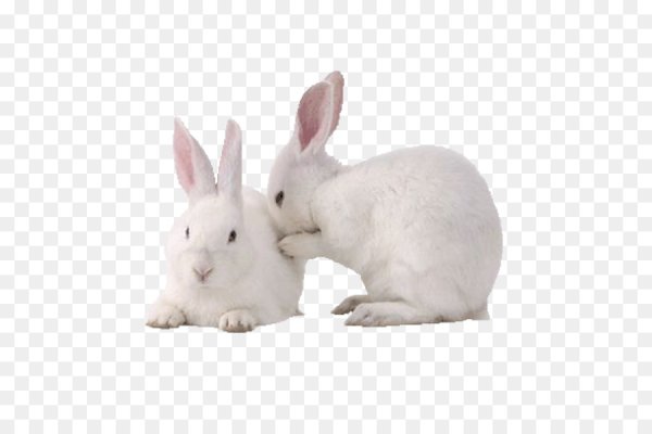 Заяц на прозрачном фоне