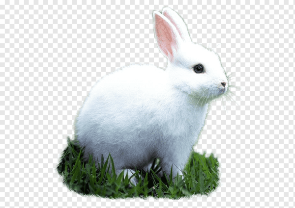 Зайчик белый для детей