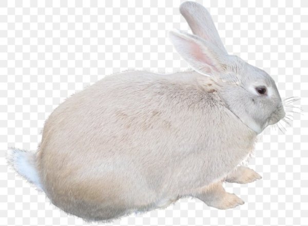 Беляк на белом фоне