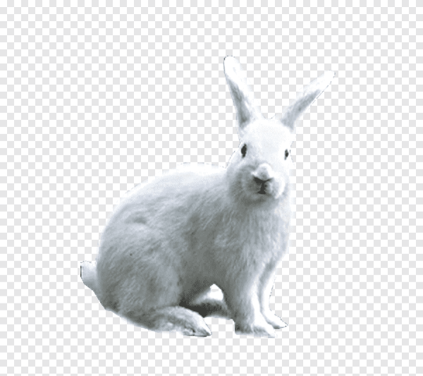 Заяц зимой на белом фоне