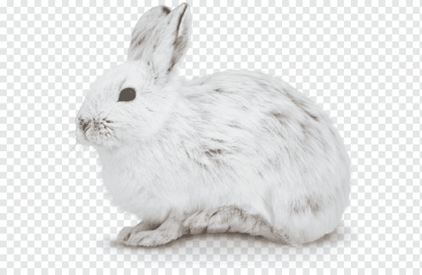 Заяц белый