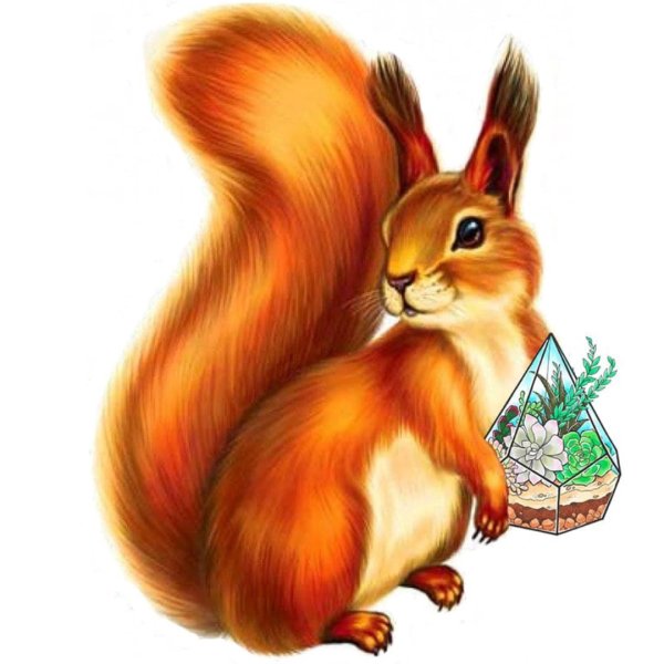 Белка для детей дошкольного возраста