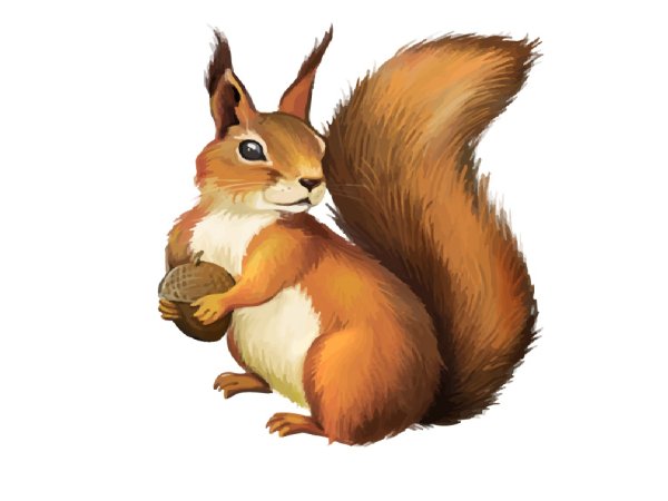 Белка для ДОУ