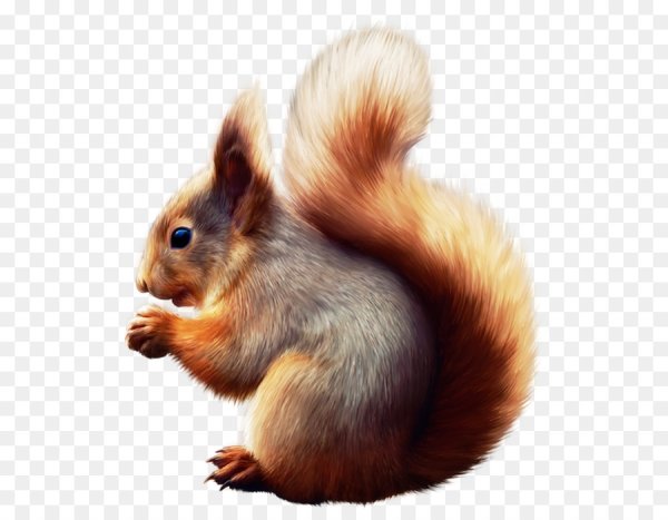 Белка без фона