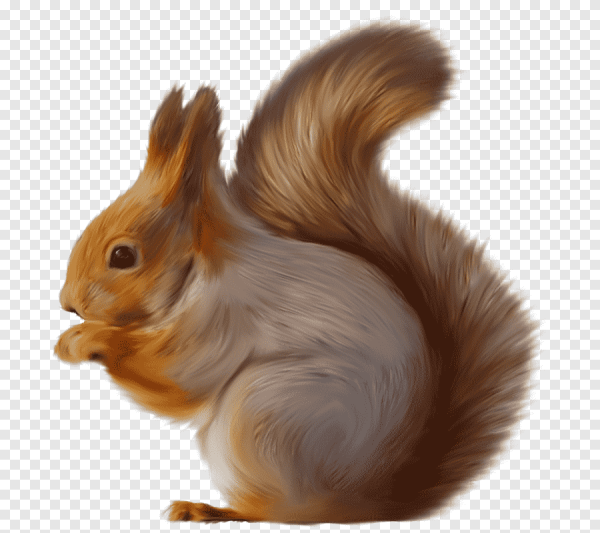 Бельчонок на прозрачном фоне