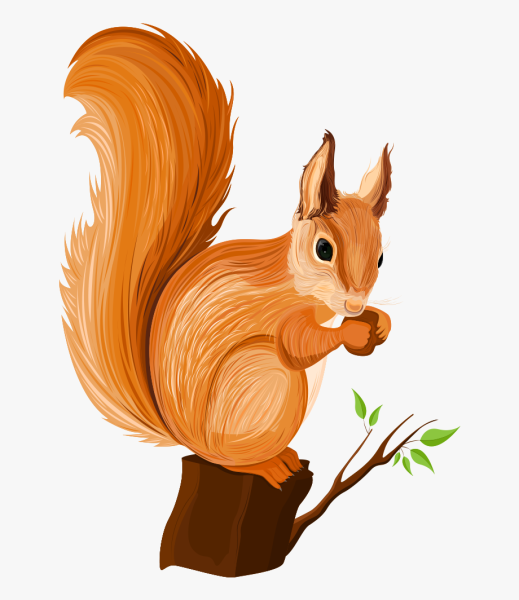 Белочка рисунок для детей