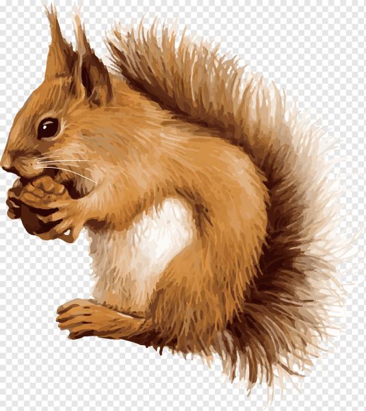 Бельчонок на белом фоне