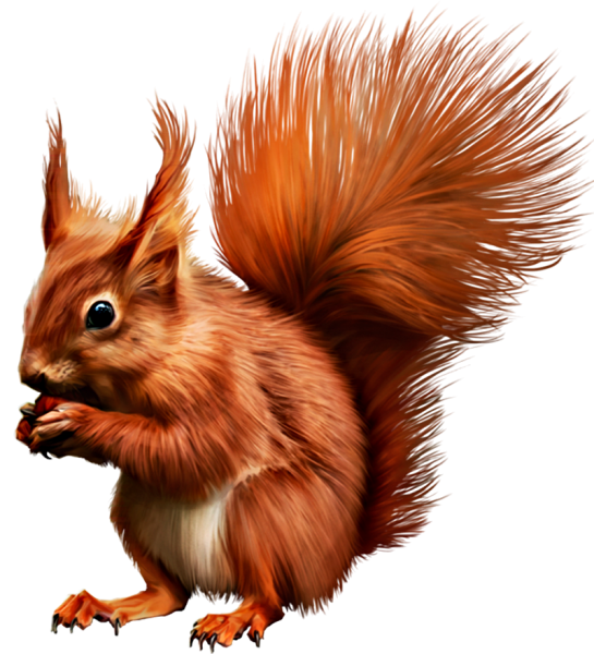 Белочка на белом фоне