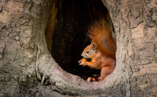 Дупло белки беличье дупло