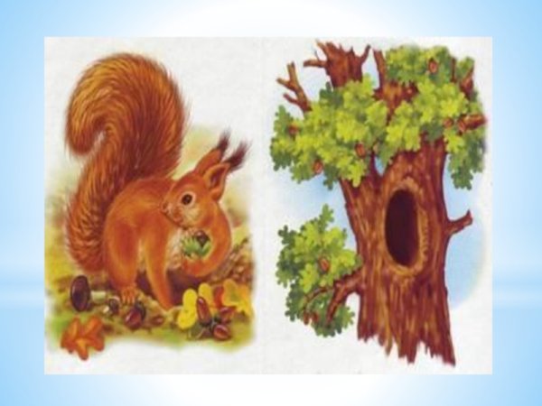 Белка в дупле для детей