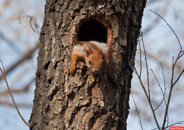 Беличья Нора