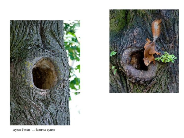 Дупло белки беличье дупло Берлога медведя