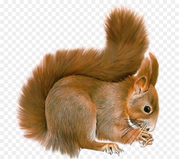 Лесные животные для детей