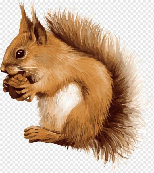 Белка на белом фоне