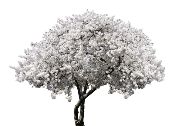 Цветущее дерево