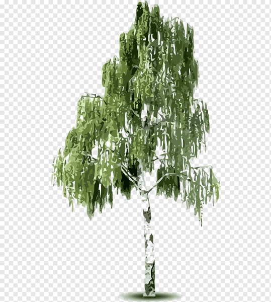 Береза дерево