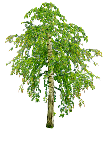 Плакучая береза