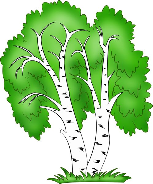 Береза картинка